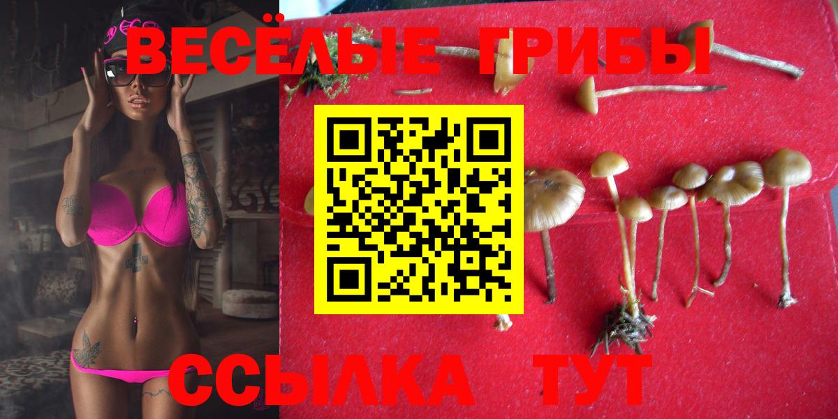 Тара  Псилоцибиновые грибы Cubensis  Вход с VPN 